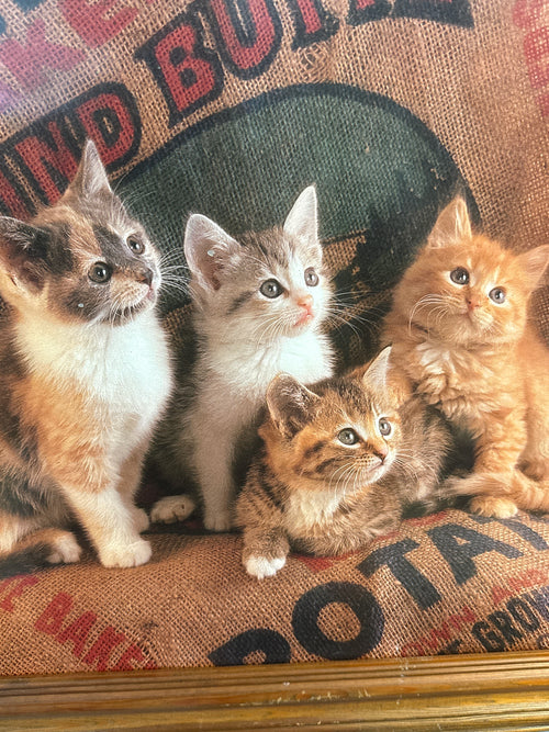 Burlap sack kittens, large wood frame art 18 x 24